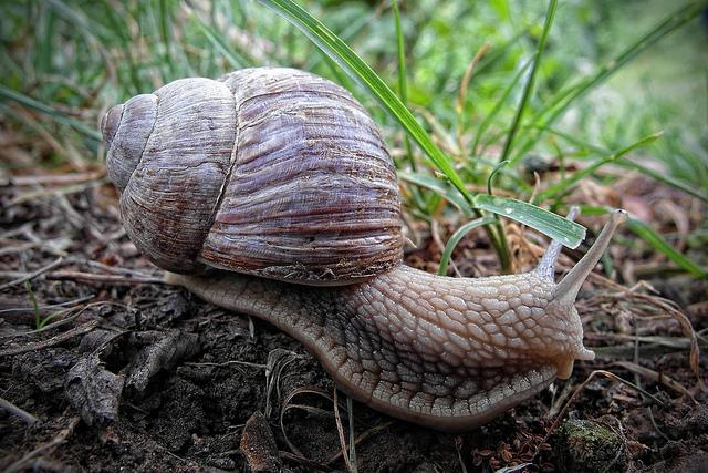 snail